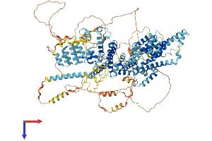 TRPC2 Protein (AA 1-1172) (His tag)