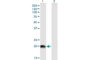 Western Blot analysis of RS1 expression in transfected 293T cell line by RS1 MaxPab polyclonal antibody.