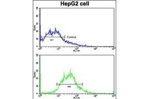 Flow cytometric analysis of HepG2 cells using AD Antibody (N-term) (bottom histogram) compared to a negative control cell (top histogram). (ADAM9 Antikörper  (N-Term))