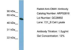 Western Blotting (WB) image for anti-OMA1 Zinc Metallopeptidase Homolog (OMA1) (Middle Region) antibody (ABIN2785108)