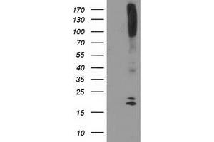 Western Blotting (WB) image for anti-DAN Domain Family, Member 5 (DAND5) (AA 23-189) antibody (ABIN1491235) (DAND5 Antikörper  (AA 23-189))