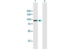 Western Blot analysis of SCYL3 expression in transfected 293T cell line by SCYL3 MaxPab polyclonal antibody. (SCYL3 Antikörper  (AA 1-688))