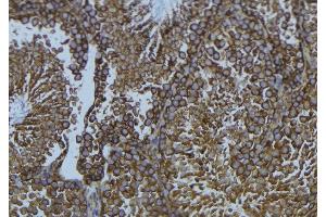 ABIN6276665 at 1/100 staining Mouse testis tissue by IHC-P. (CYP1B1 Antikörper  (Internal Region))