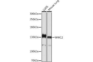 Western blot analysis of extracts of various cell lines, using WWC2 Rabbit pAb (ABIN7271389) at 1:1000 dilution. (WWC2 Antikörper)