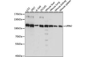 Western blot analysis of extracts of various cell lines, using LPIN2 antibody (ABIN7268282) at 1:1000 dilution. (Lipin 2 Antikörper  (AA 180-400))
