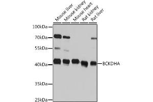 Western blot analysis of extracts of various cell lines, using BCKDHA Rabbit pAb (ABIN7265919) at 1:1000 dilution. (BCKDHA Antikörper  (AA 276-445))