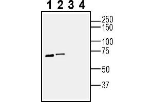 Western blot analysis of mouse heart membranes (lanes 1 and 3) and rat heart membranes (lanes 2 and 4):1-2.