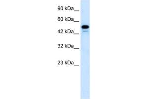 Western Blotting (WB) image for anti-Cyclin-Dependent Kinase 8 (CDK8) antibody (ABIN2463684) (CDK8 Antikörper)