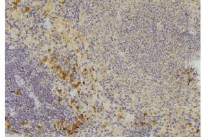 ABIN6272568 at 1/100 staining Human lymph node tissue by IHC-P. (CCBE1 Antikörper  (Internal Region))