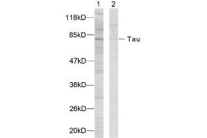Western Blotting (WB) image for anti-tau Protein (Ser235) antibody (ABIN1848162) (tau Antikörper  (Ser235))