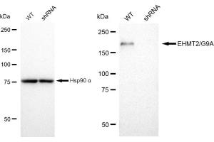 Western blotting analysis using EHMT2/G9A antibody (ABIN7797610). (Rekombinanter EHMT2 Antikörper)