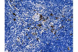 Phospho-YAP (Ser109) Antibody at 1/100 staining Mouse spleen tissue by IHC-P.