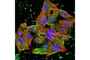 Immunofluorescence analysis of Hela cells using JARID2 mouse mAb (green). (JARID2 Antikörper  (AA 1097-1246))