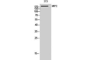 Western Blot analysis of 3T3 cells using ABCC2 Polyclonal Antibody at dilution of 1:1000. (ABCC2 Antikörper)