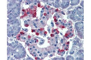 Anti-GNAS antibody IHC of human pancreas. (GNAS Antikörper  (AA 36-85))