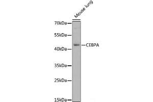 Western blot analysis of extracts of Mouse lung using CEBPA Polyclonal Antibody at dilution of 1:1000. (CEBPA Antikörper)