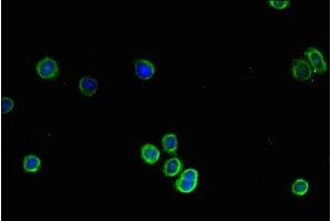 Immunofluorescence (IF) image for anti-Collagen, Type IV, alpha 1 (COL4A1) (AA 30-167) antibody (ABIN7148208)