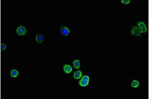 Immunofluorescent analysis of HepG2 cells using ABIN7148208 at dilution of 1:100 and Alexa Fluor 488-congugated AffiniPure Goat Anti-Rabbit IgG(H+L) (COL4A1 Antikörper  (AA 30-167))