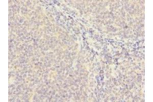 Immunohistochemistry of paraffin-embedded human tonsil tissue using ABIN7159387 at dilution of 1:100