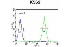 Flow cytometric analysis of K562 cells using PURG Antibody (C-term) Cat. (PURG Antikörper  (C-Term))