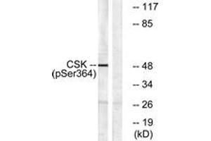 Western blot analysis of extracts from HeLa cells treated with PMA 125ng/ml 30', using Csk (Phospho-Ser364) Antibody. (CSK Antikörper  (pSer364))