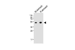 All lanes : Anti-CTSE Antibody (Center) at 1:2000 dilution Lane 1: Mouse stomach whole tissue lysate Lane 2: Rat stomach whole tissue lysate Lysates/proteins at 20 μg per lane. (Cathepsin E Antikörper  (AA 157-187))