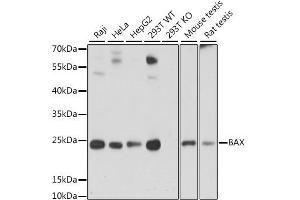 Western blot analysis of extracts of various cell lines, using BAX antibody. (BAX Antikörper  (AA 1-100))