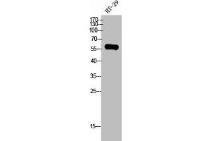 Western Blot analysis of HT-29 cells using GPR75 Polyclonal Antibody (GPR75 Antikörper  (C-Term))