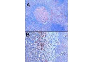 TRIM5 polyclonal antibody  staining (1 ug/mL) of paraffin embedded human tonsil. (TRIM5 Antikörper)