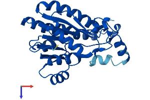 CBR2 Protein (AA 1-244) (His tag)