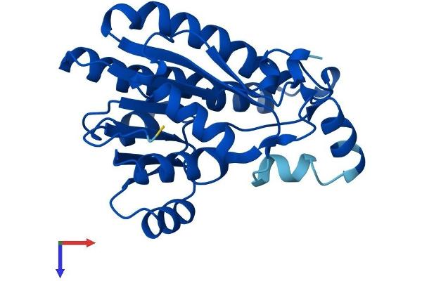 CBR2 Protein (AA 1-244) (His tag)