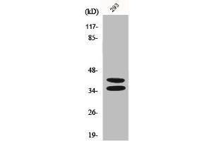Western Blot analysis of 293 cells using Pax-2 Polyclonal Antibody (PAX2A Antikörper  (Internal Region))
