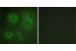 Immunofluorescence analysis of HeLa cells, using 14-3-3 thet/tau (Ab-232) Antibody. (14-3-3 theta Antikörper  (AA 196-245))