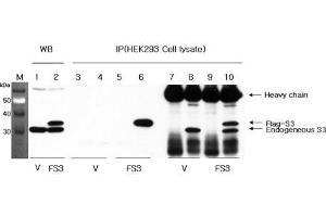 Western blot analysis using anti-RPS3 (human), pAb  at 1:1'000 dilution.