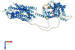 SLC12A3 Protein (AA 1-1002) (His tag)