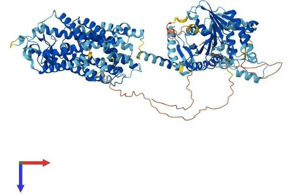 SLC12A3 Protein (AA 1-1002) (His tag)