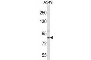 Western Blotting (WB) image for anti-Aspartate beta-Hydroxylase (ASPH) antibody (ABIN2996945) (Aspartate beta Hydroxylase Antikörper)