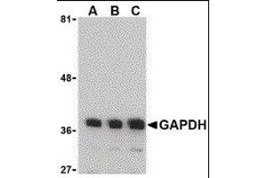 Western Blotting (WB) image for anti-Glyceraldehyde-3-Phosphate Dehydrogenase (GAPDH) (N-Term) antibody (ABIN2473761) (GAPDH Antikörper  (N-Term))