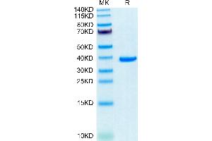 Human ANXA2 on Tris-Bis PAGE under reduced condition. (Annexin A2 Protein (ANXA2) (AA 2-339) (His tag))