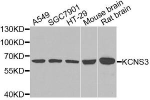 Western blot analysis of extracts of various cell lines, using KCNS3 antibody. (KCNS3 Antikörper  (AA 1-180))