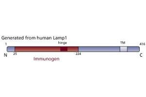 Image no. 2 for anti-Lysosomal-Associated Membrane Protein 1 (LAMP1) (AA 25-224) antibody (ABIN968337)
