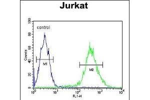 T Antibody (C-term) (ABIN653764 and ABIN2843060) flow cytometric analysis of Jurkat cells (right histogram) compared to a negative control cell (left histogram). (STING/TMEM173 Antikörper  (C-Term))