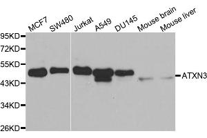 Western blot analysis of extracts of various cell lines, using ATXN3 antibody (ABIN6290080) at 1:1000 dilution. (Ataxin 3 Antikörper)