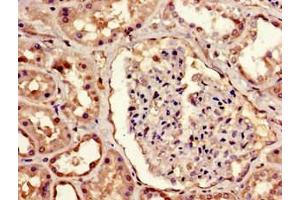 Immunohistochemistry of paraffin-embedded human kidney tissue using ABIN7159609 at dilution of 1:100 (MBD1 Antikörper  (AA 106-355))