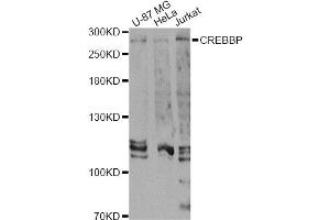 Western blot analysis of extracts of various cell lines, using CREBBP Antibody (ABIN5974440) at 1/1000 dilution. (CBP Antikörper)