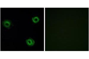 Immunofluorescence analysis of A549 cells, using NTR2 Antibody. (NTSR2 Antikörper  (AA 151-200))