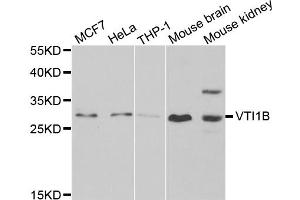 Western blot analysis of extracts of various cell lines, using VTI1B antibody (ABIN5974248) at 1/1000 dilution.