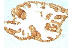 Formalin paraffin rat oviduct with Basic Cytokeratin antibody (KRTH/1076). (Keratin Basic Antikörper)