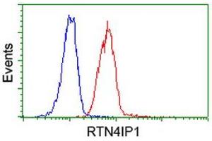 Image no. 2 for anti-Reticulon 4 Interacting Protein 1 (RTN4IP1) antibody (ABIN1500772) (RTN4IP1 Antikörper)