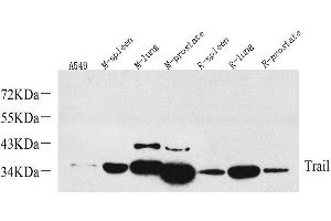 Western Blot analysis of various samples using TRAIL Polyclonal Antibody at dilution of 1:1000. (TRAIL Antikörper)